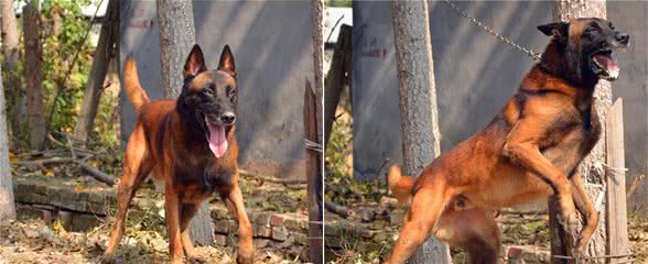 马里努阿犬公犬—金米镔