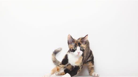 猫中边牧，德文卷毛猫
