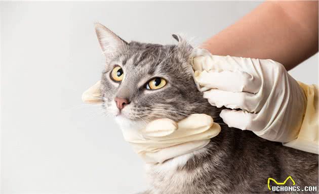 饲主应该注意的小细节：狗狗猫猫耳朵这样清，安全又安心