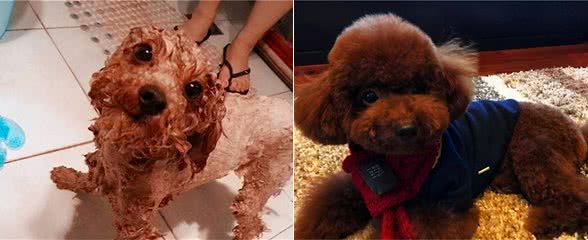 泰迪犬长“白毛”是怎么回事，该怎么解决？