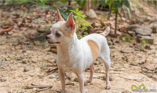 压根不能流浪的5种“小型犬”，一旦流浪只能等死