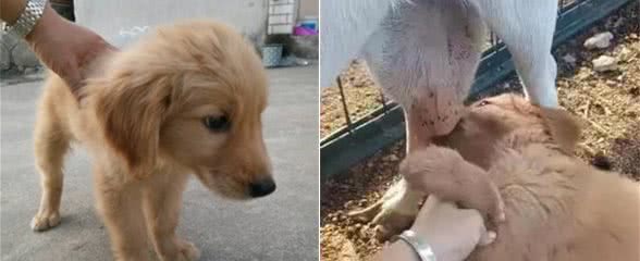 小金毛到羊圈里喝奶，主人看后哭笑不得，小奶狗：有奶就是娘