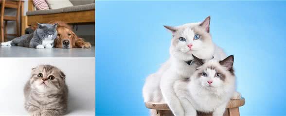 这八种猫咪，养哪个都不会后悔