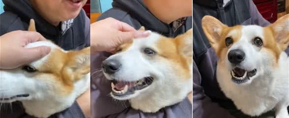 柯基超护主，不让别人碰男主人，但看下来发现男主人做错了