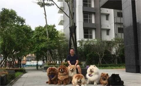 为什么很多人喜欢松狮犬，除了长得憨厚可掬，还有什么优点？