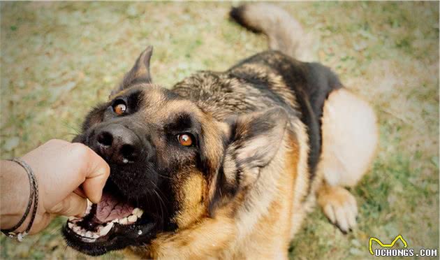 狗狗身上哪些部位最“脆弱”？遇到恶犬扑来，打哪里最有效？