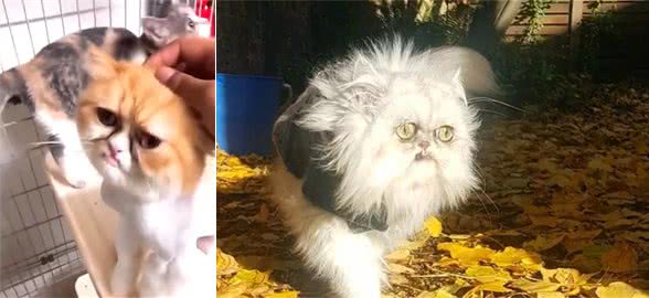 猫咪能有多丑呢？看到这只满脸表情包的加菲猫，我是真服了
