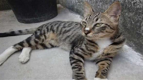 说起狸花猫，只有养过的人才知道它有多好，细数它的6个优点