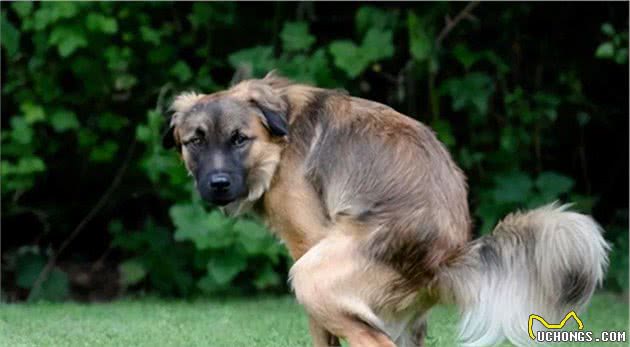 中型犬狗粮推荐，性价比高的狗粮