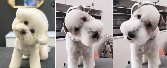 去了趟宠物美容院后,网友:这是真汪?别拿玩具狗唬我
