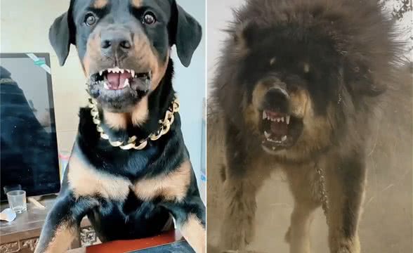谁说中国无猛犬，这三种猛犬随便拉一只到国外，老外都羡慕嫉妒恨