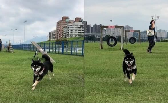 狗狗赌气躲厕所，还露出一截爪子暗示：我在这快来找我