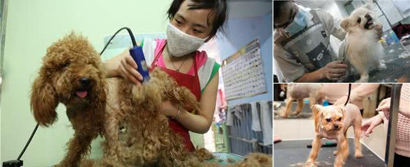 夏天怎么让狗狗又丑还得皮肤病?当然是带狗狗去剃光