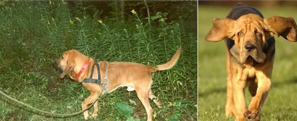 世界上最好的追踪犬—寻血猎犬