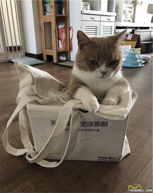 谁说猫咪都养不熟？细数现代宠物猫的看家好本领