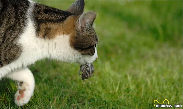 谁说猫咪都养不熟？细数现代宠物猫的看家好本领