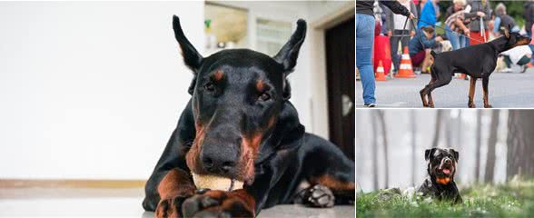 公认最帅气最勇敢的护卫犬—＂杜宾犬＂和＂罗威纳犬＂