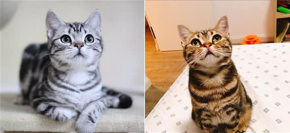 如果选择养一只猫咪，我首选“美短”猫，因为它有6个优点
