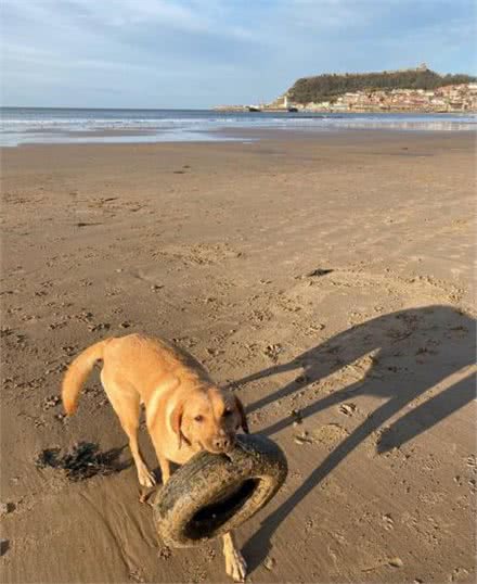 澳洲拉布拉多犬每天在海滩捡几百件垃圾，没喝过的饮料也不肯放过