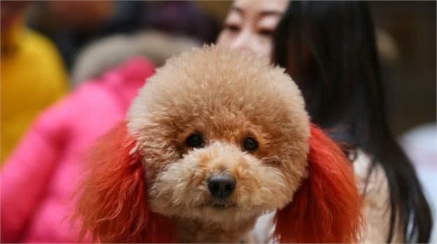 为什么那么多人喜欢“泰迪犬”？泰迪犬到底有什么好？