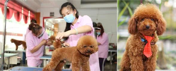 为什么那么多人喜欢“泰迪犬”？泰迪犬到底有什么好？