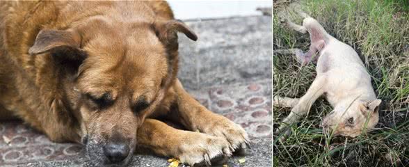 主人夏天必看！如何判断狗狗中暑，如果狗狗中暑该怎么办？