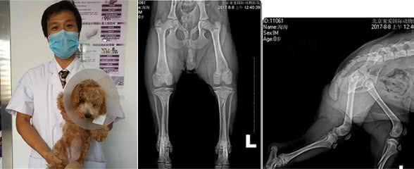 狗狗骨折了怎么办？看完这篇你就知道了