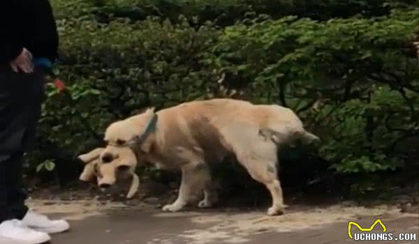 黄金猎犬超爱布偶好友连戴头套也要一起才开心