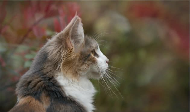 猫咪连续不停呼叫成功救主，看完改变对猫的认知