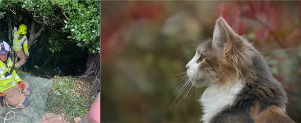 猫咪连续不停呼叫成功救主，看完改变对猫的认知