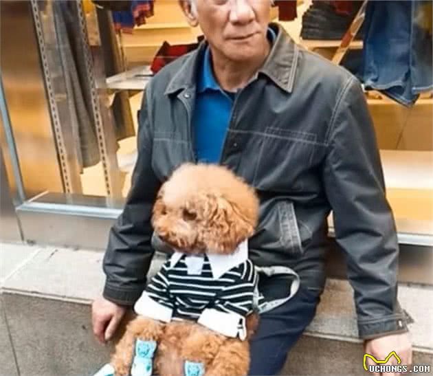 为什么养了泰迪犬后，对其他狗就不感兴趣了？这5点太优秀了