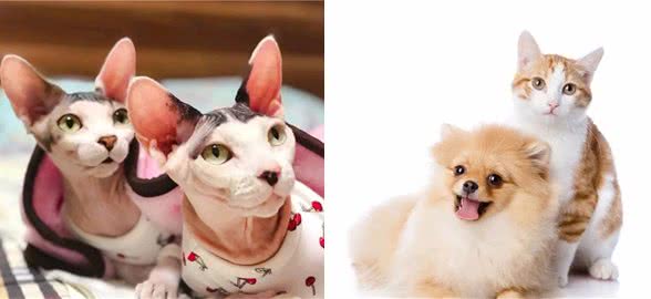 你知道猫狗常见的皮肤问题有哪几种吗？