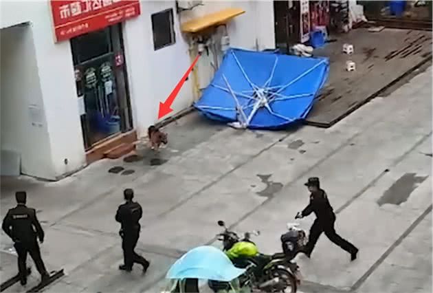 重庆民警当街射击大型犬，目击群众直呼心疼，遛狗不牵绳怪谁？