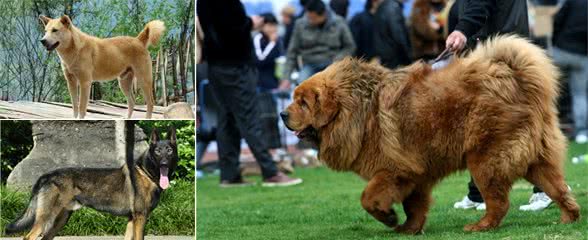 外国犬又怎样，这6种中国本土狗狗，一点也不逊色！