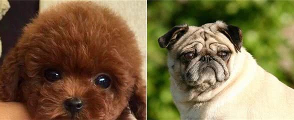戈赞：五种适合家里养的小型犬