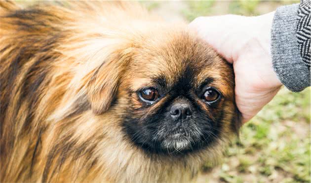 中国产犬品种之一—北京犬