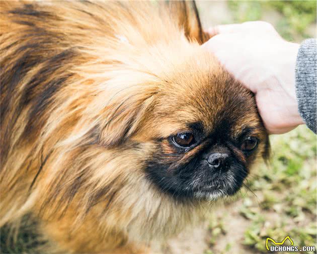 中国产犬品种之一—北京犬