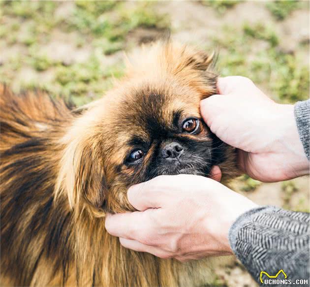 中国产犬品种之一—北京犬