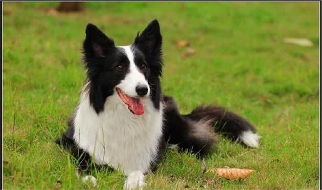 想养聪明的牧羊犬？小心被狗狗的聪明驾驭，养好牧羊犬的3个重点