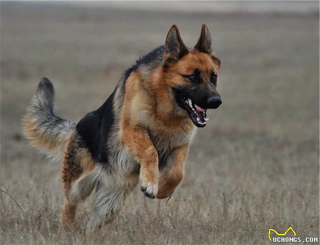 想养聪明的牧羊犬？小心被狗狗的聪明驾驭，养好牧羊犬的3个重点