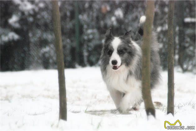 想养聪明的牧羊犬？小心被狗狗的聪明驾驭，养好牧羊犬的3个重点