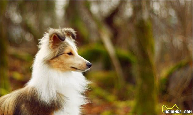 想养聪明的牧羊犬？小心被狗狗的聪明驾驭，养好牧羊犬的3个重点