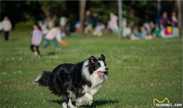 想养聪明的牧羊犬？小心被狗狗的聪明驾驭，养好牧羊犬的3个重点