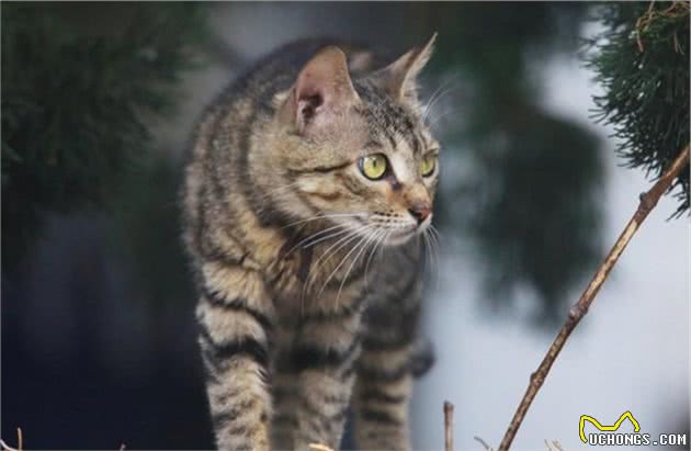 行业人建议：想养宠物猫，劝你选这几种猫