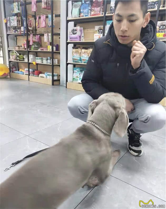 狗多大最好训练？每天训练几次？每次训练多久？