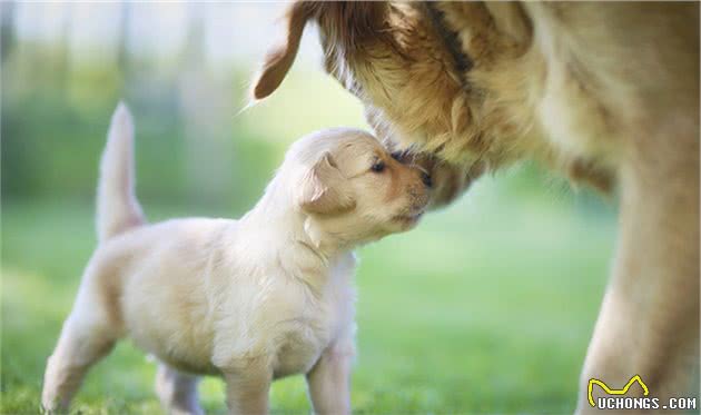 盘点关于狗狗的5个冷知识，你全都知道吗？哮天犬是哪种狗？