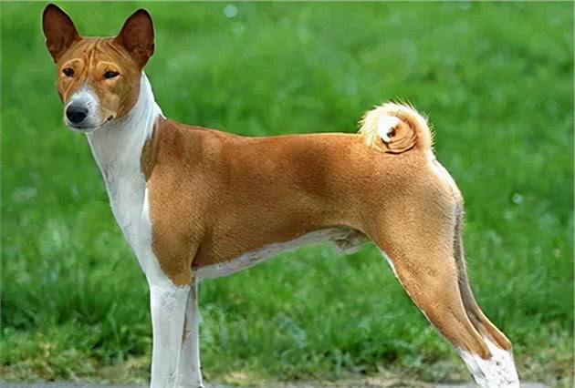 寻根问祖系列（127）：巴仙吉犬（Basenji）