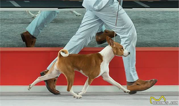 寻根问祖系列（127）：巴仙吉犬（Basenji）