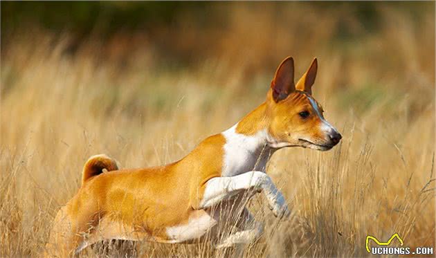 寻根问祖系列（127）：巴仙吉犬（Basenji）