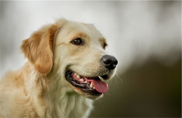 我们养的宠物犬也会患癌症你知道吗？